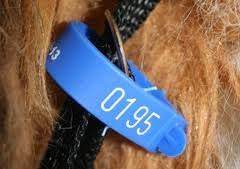 Council dog clearance tag