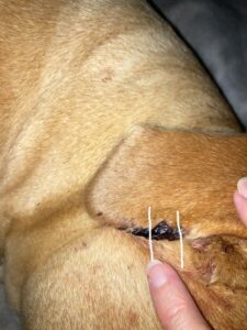 Dog with sore on its ear