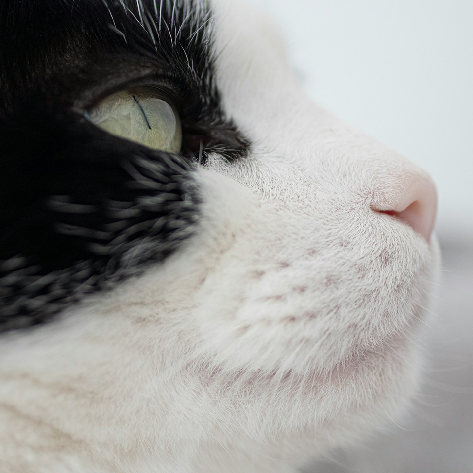 South West Vet Specialist Surgery - Payment Information