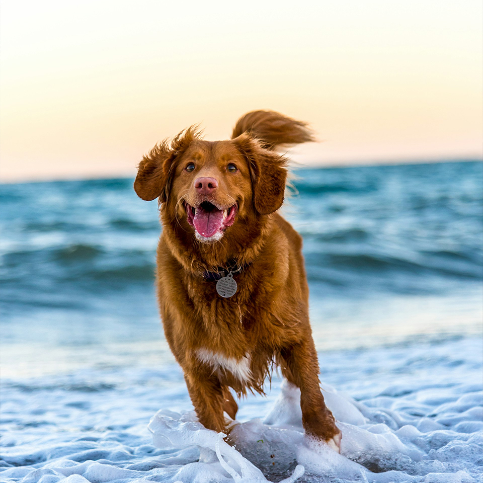 South West Vet Specialist Surgery - How does it work?