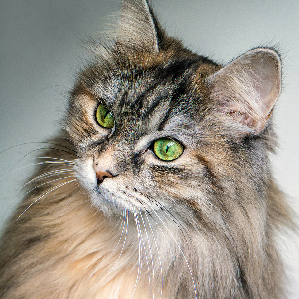 South West Vet Specialist Surgery - What to Expect