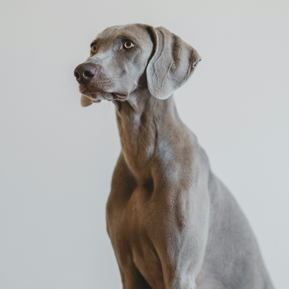 South West Vet Specialist Surgery - What to Expect