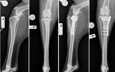 Protected: Tibial Plateau Leveling Osteotomy (TPLO)