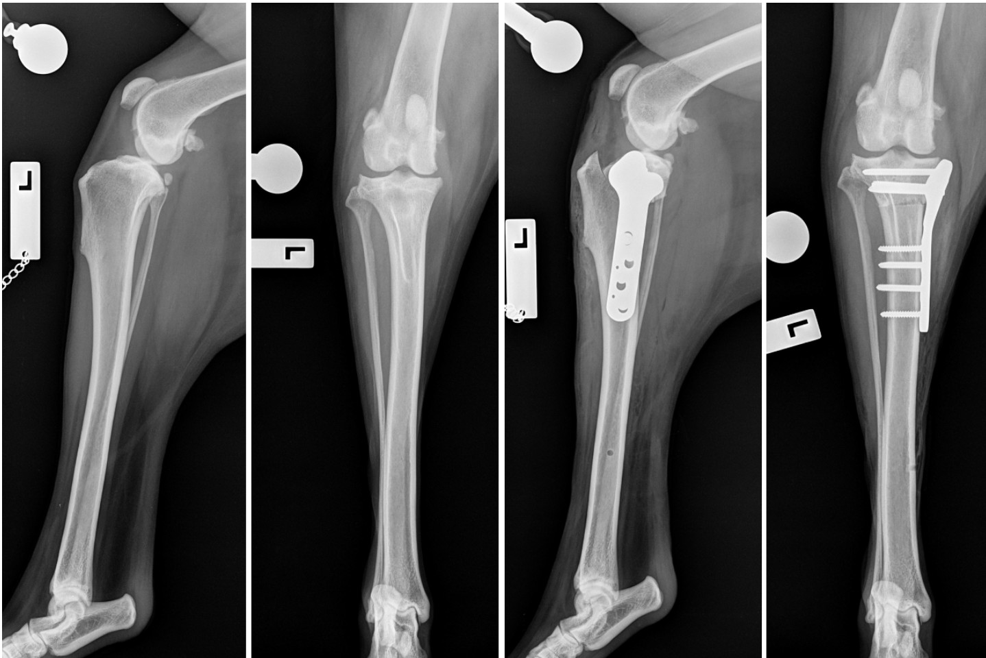 TPLO procedure - pre and postoperative radiographs Tibial Plateau Leveling Osteotomy (TPLO) - TPLO procedure - pre and postoperative radiographs
