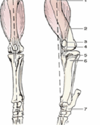 Medial Patellar Luxation