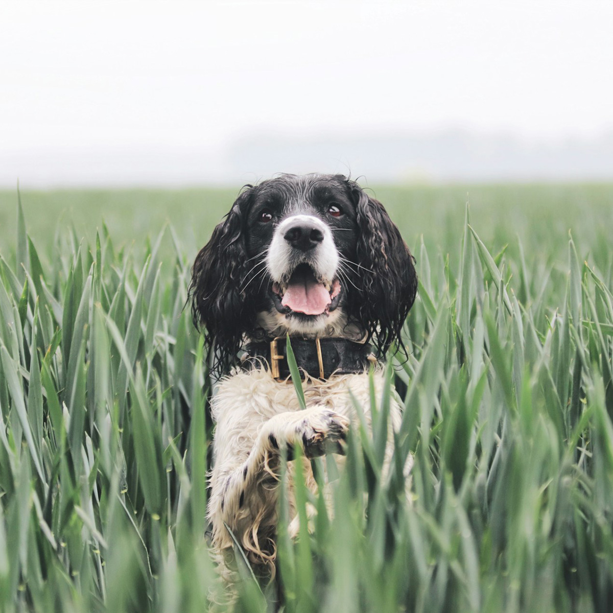 Bunbury and Eaton Vet Clinic - Meet the Team - Dr Elyece Robertson
