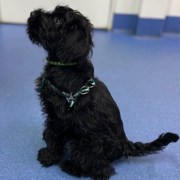 Bunbury Vet - Puppy School - Sit Bunbury Vet - Puppy Preschool