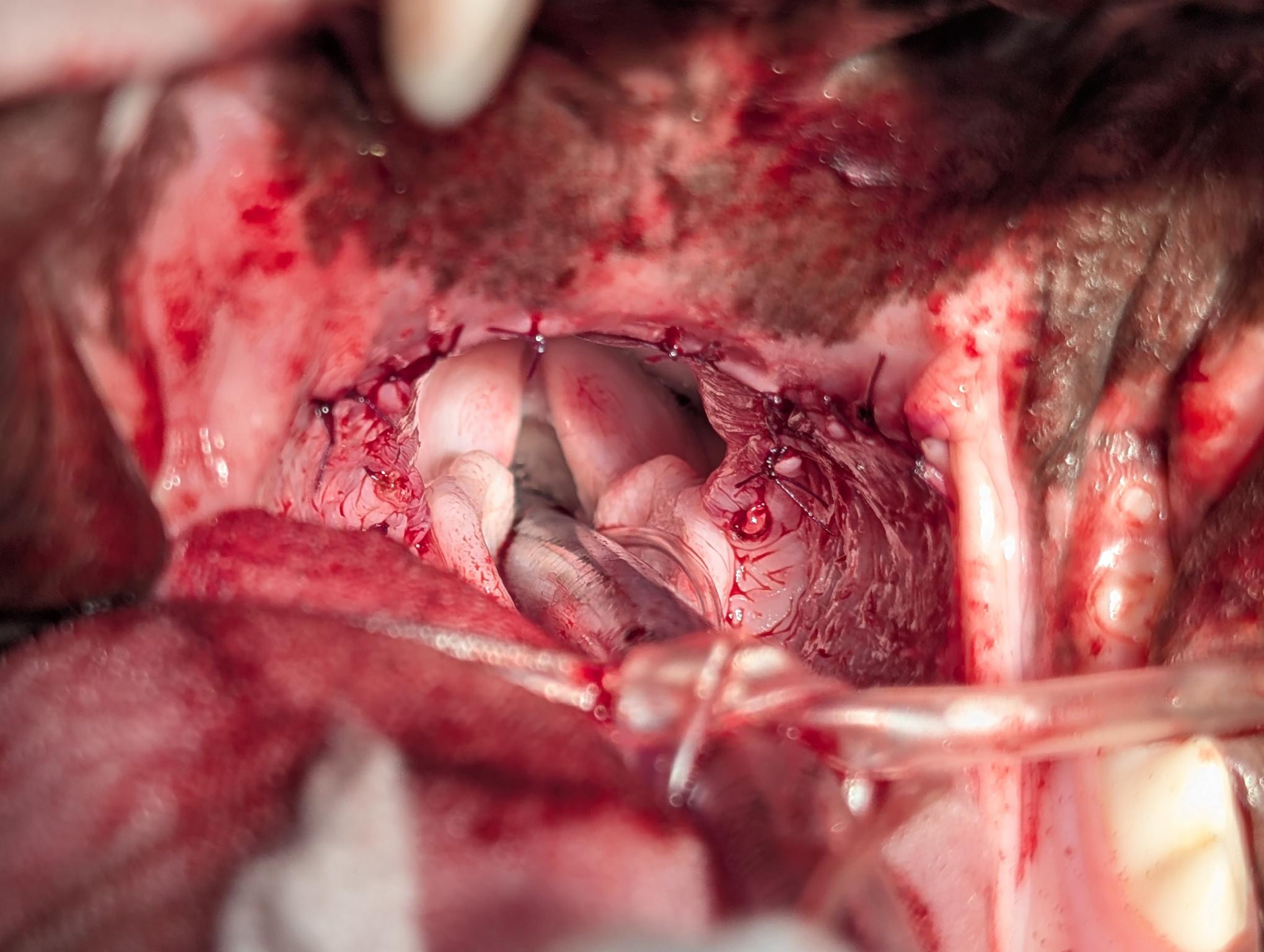 Bunbury & Eaton Vet Clinics - BOAS Surgery After Bunbury & Eaton Vet Clinics - BOAS Surgery After