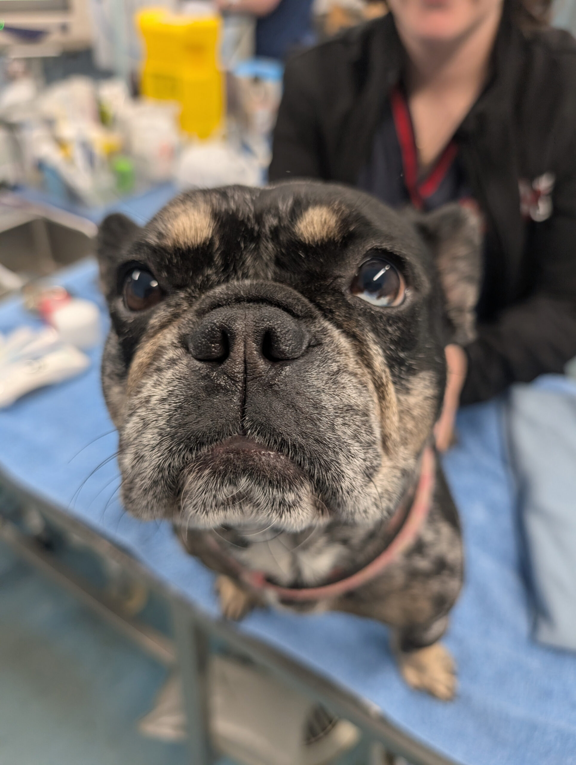 Bunbury & Eaton Vet Clinics - Brachycephalic Obstructive Airway Syndrome BOAS