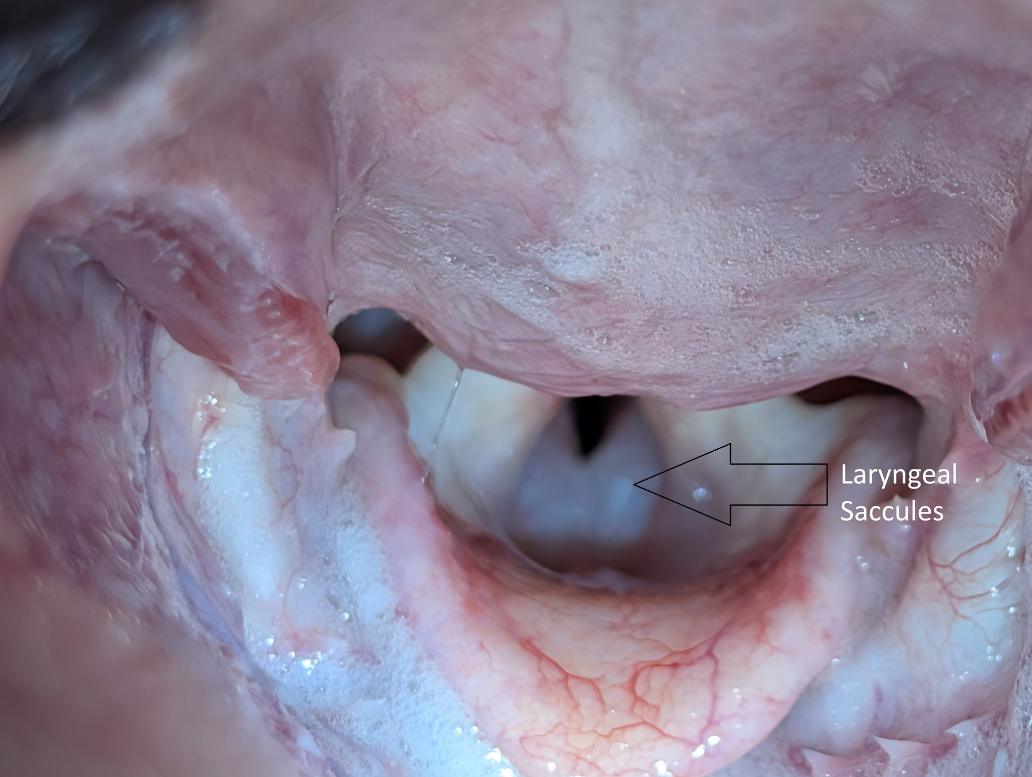 Bunbury & Eaton Vet Clinics - Laryngeal Saccules Bunbury & Eaton Vet Clinics - Laryngeal Saccules