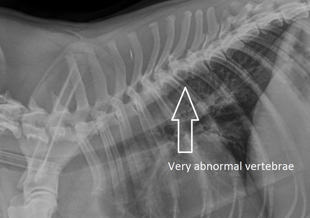 Bunbury & Eaton Vet Clinics - Lateral thorax vertebrae Bunbury & Eaton Vet Clinics - Lateral thorax vertebrae