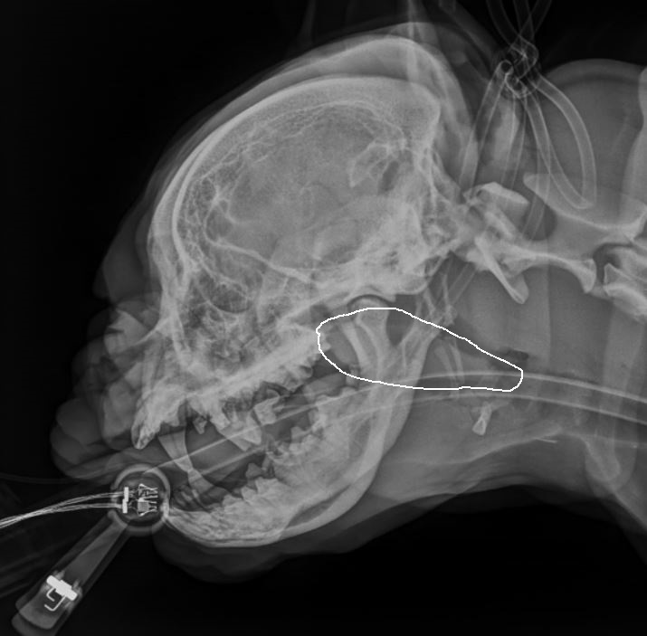 Lateral Skull BARRC soft palate Lateral Skull BARRC soft palate